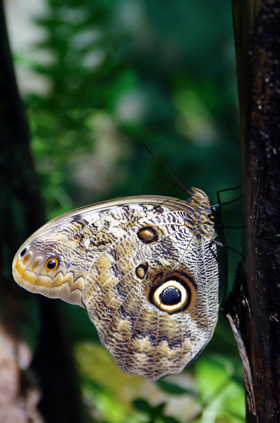 Morpho bleu