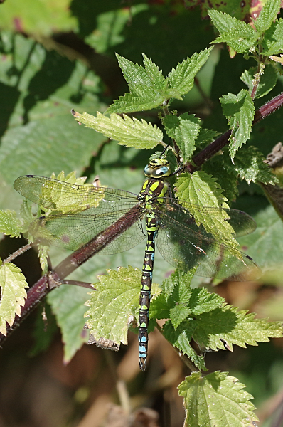 Southern Hawker