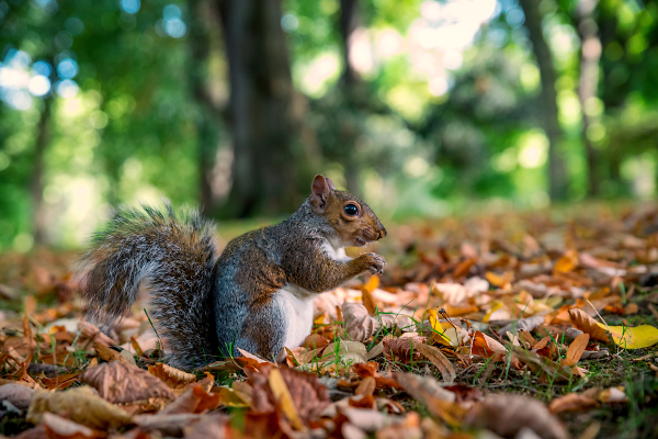 Squirrel