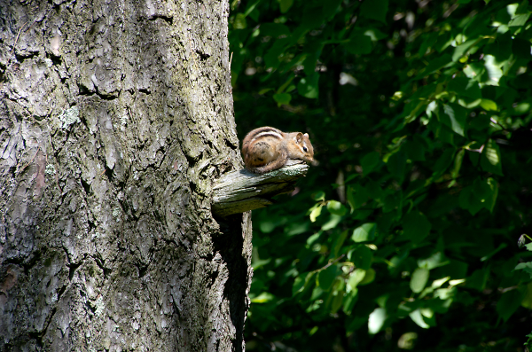 Striped chipmunk at rest