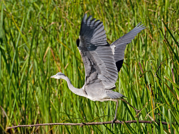 Taking Flight