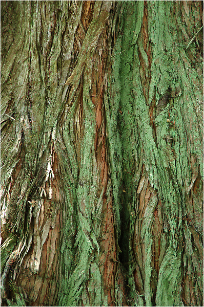 Texture in Bark