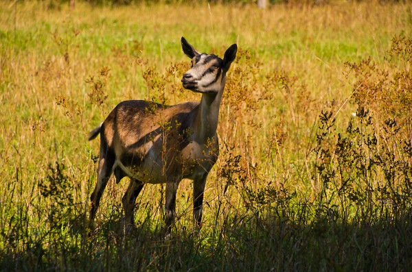 The zebra goat