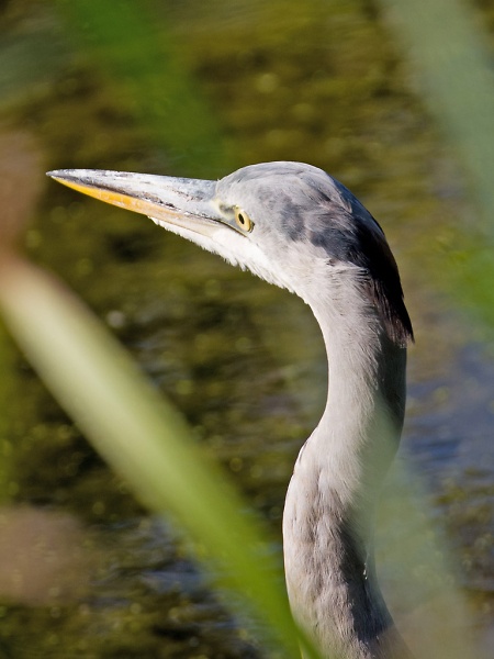 Watch That Beak