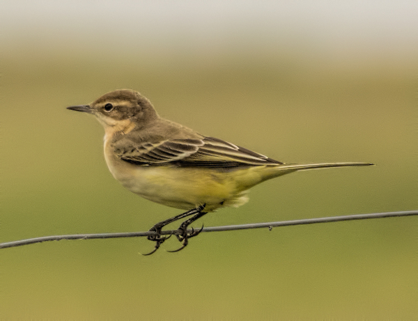 Yellow Wagtail