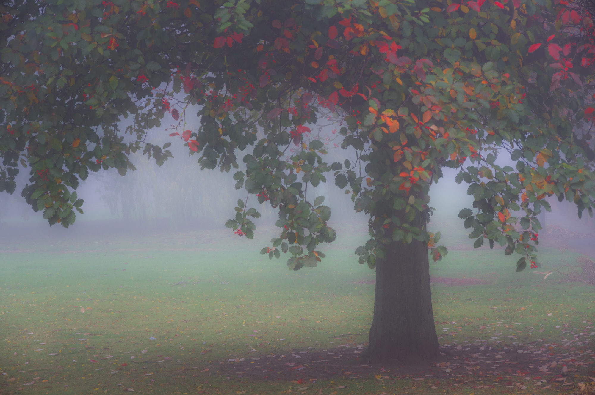 Autumn Mist.