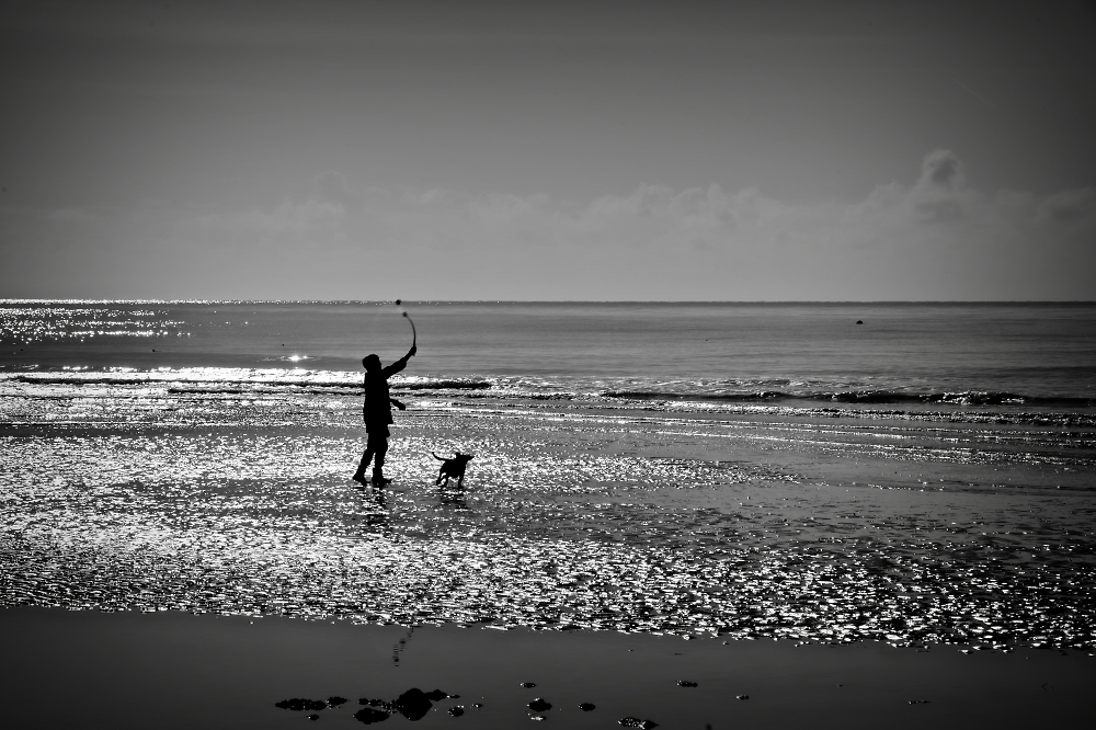 A relentless ball-crazy hound.