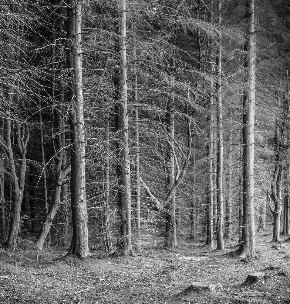 A Walk in the Woods.
