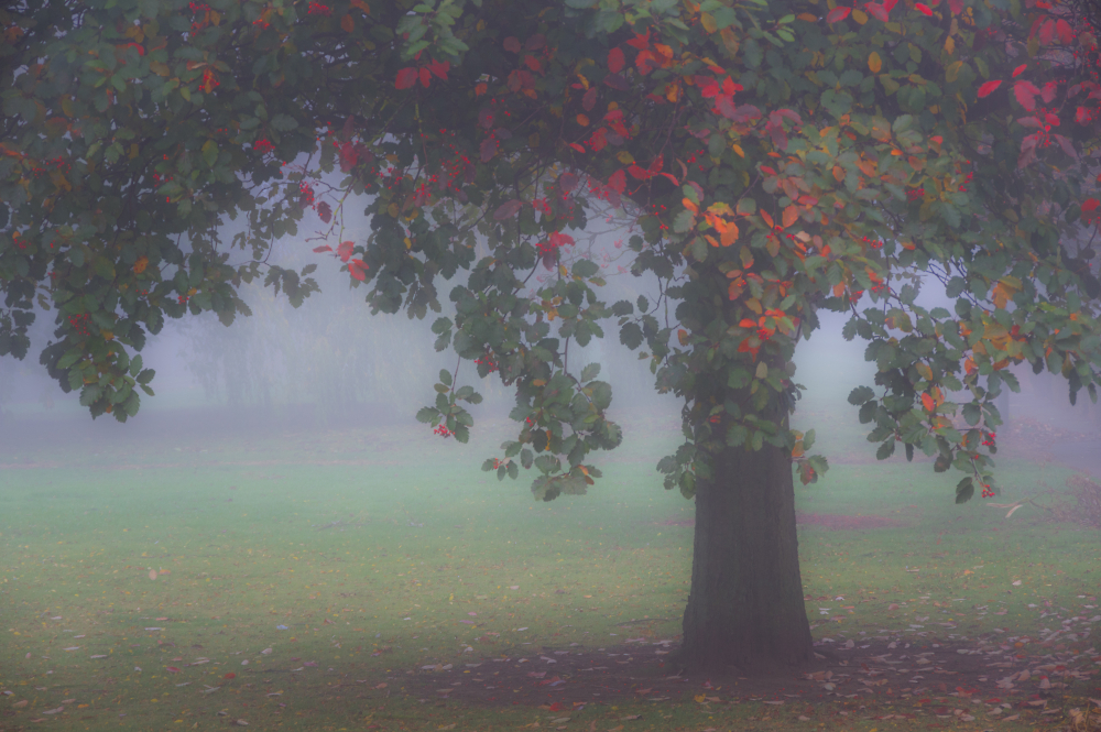 Autumn Mist.
