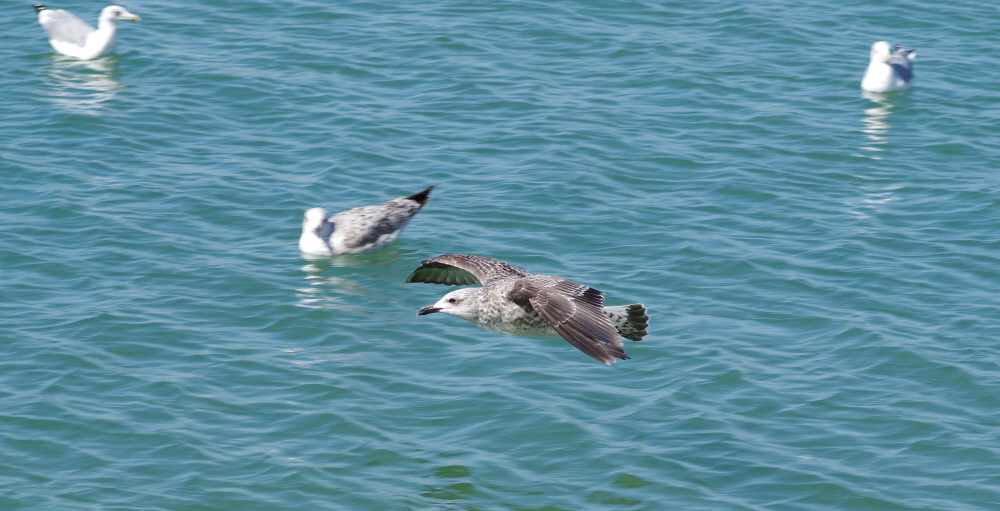 Gull in Flight