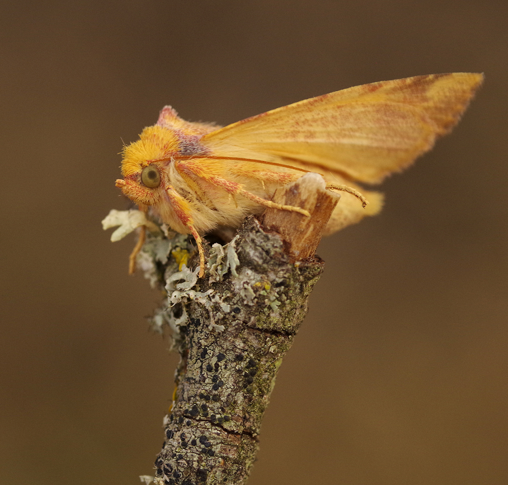 Moth on a Twig a different viewpoint.