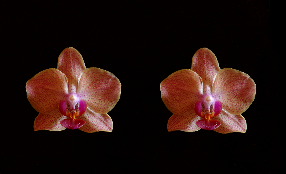 Orchid 3D