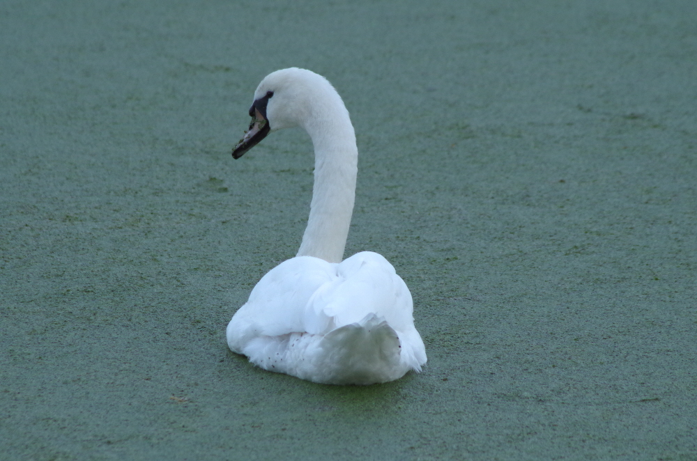 Swan in Duckweed