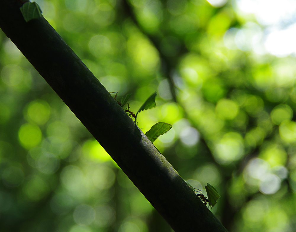The tireless ants of Costa Rica