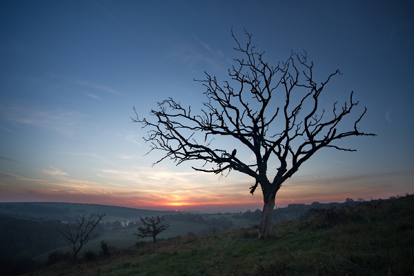 Another Dead tree