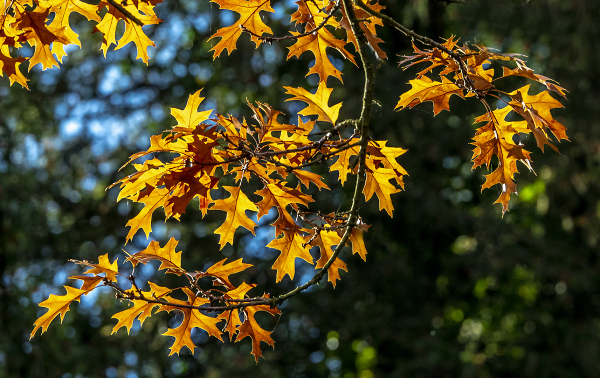 Autumn Gold