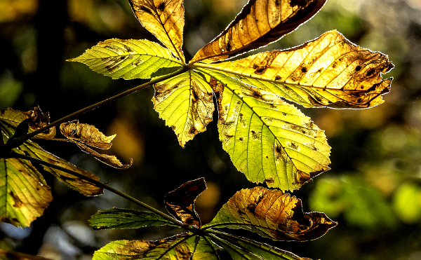 Back lit detail