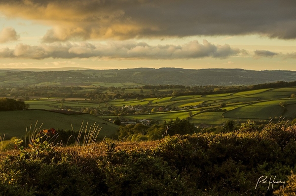 Little Haldon Heath