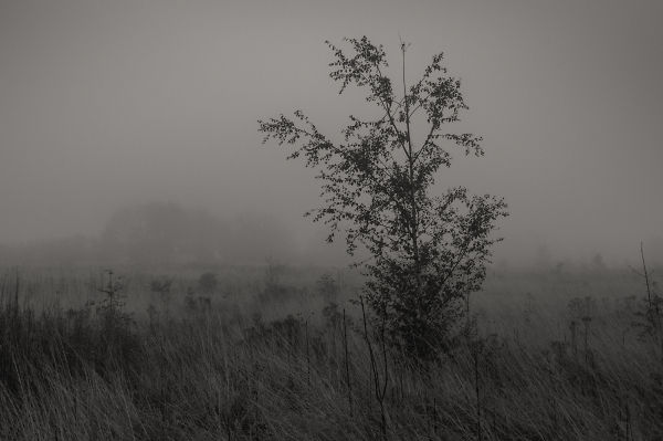 Misty Morning.