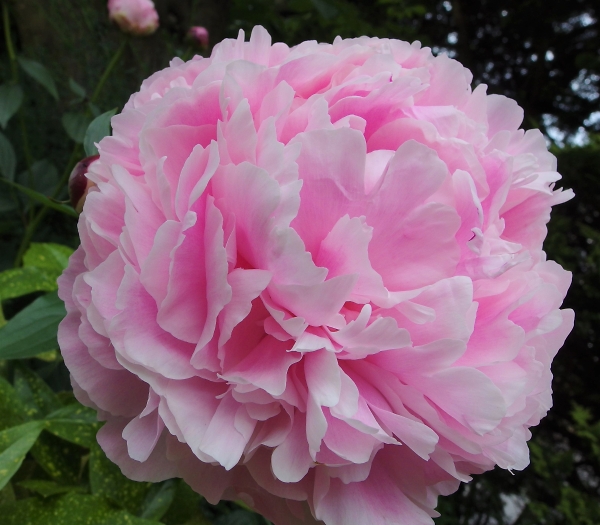 Peony