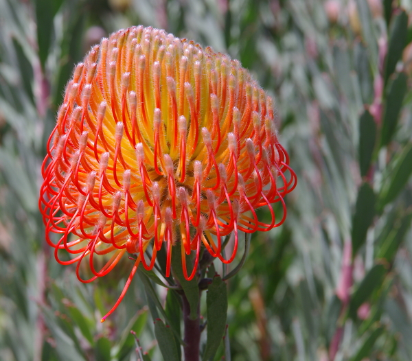 Protea from the National Rhododendron Gardens, Olinda, Victoria, Aust
