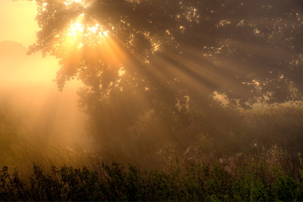 sunburst