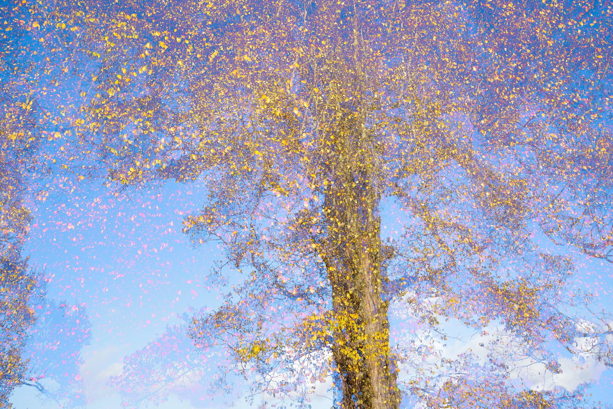 Dissonant tree