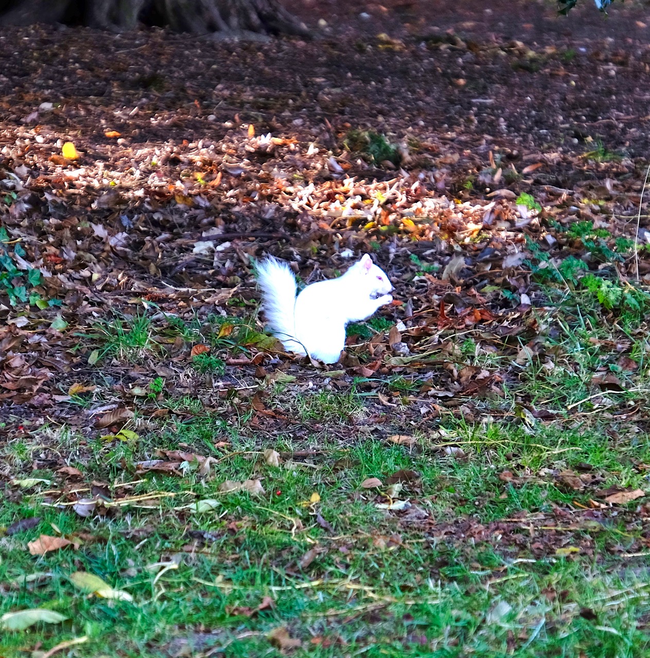 Squirrel