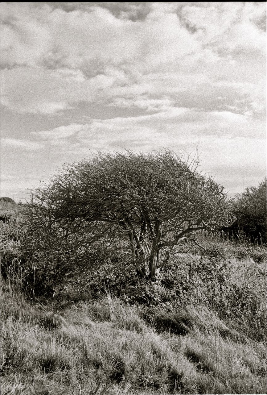 The tree