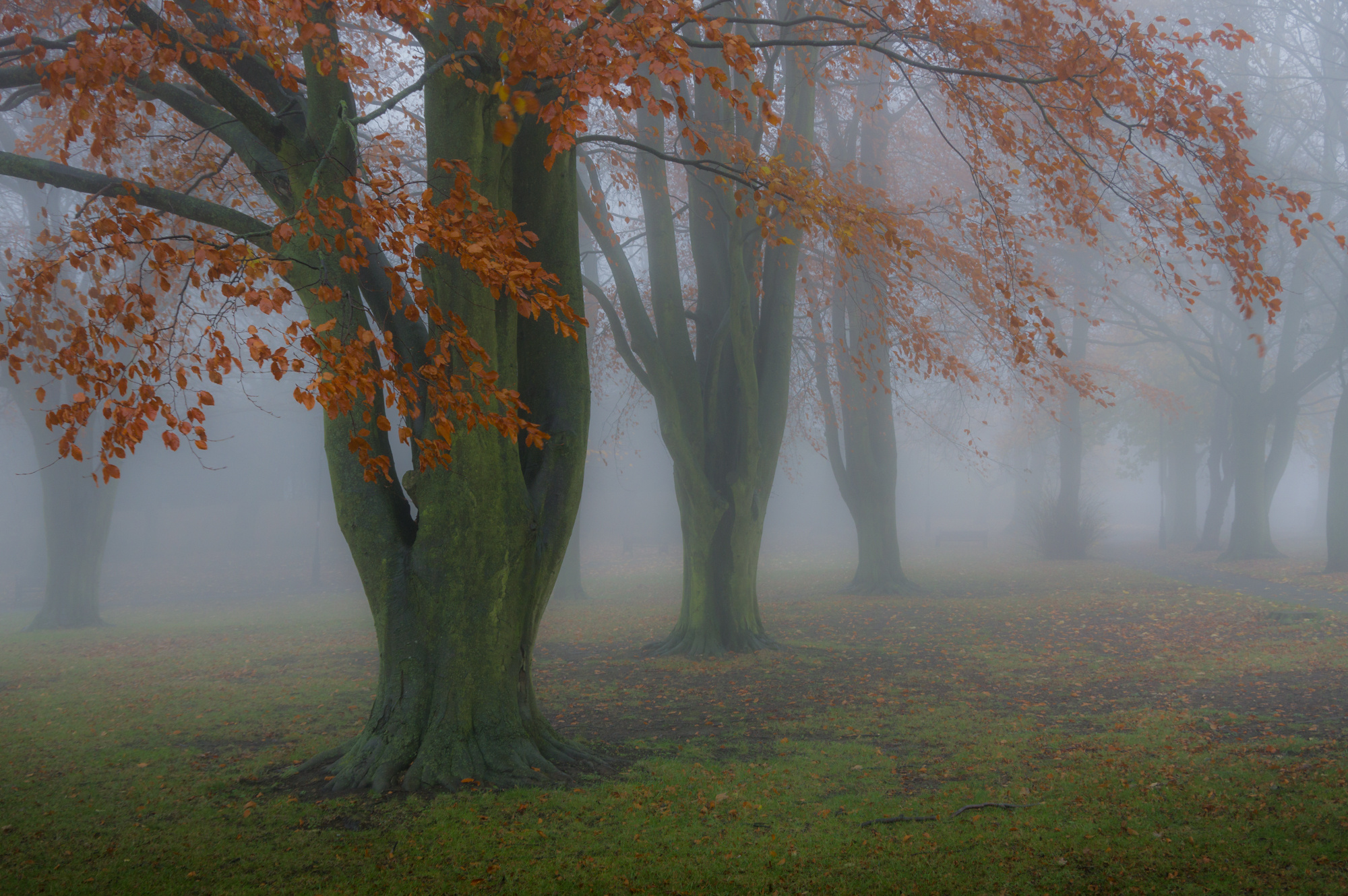 Trees in the Mist.