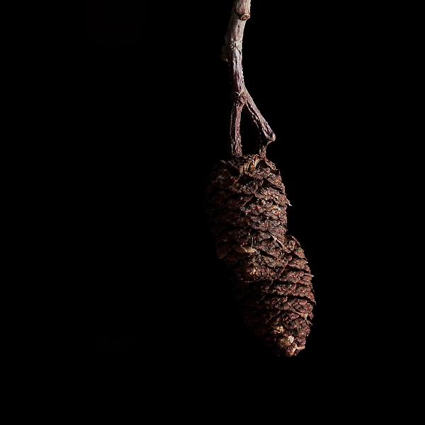 Alder cones