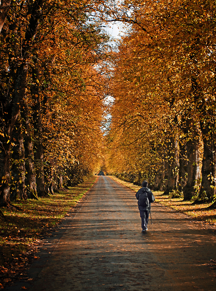 Autumn avenue