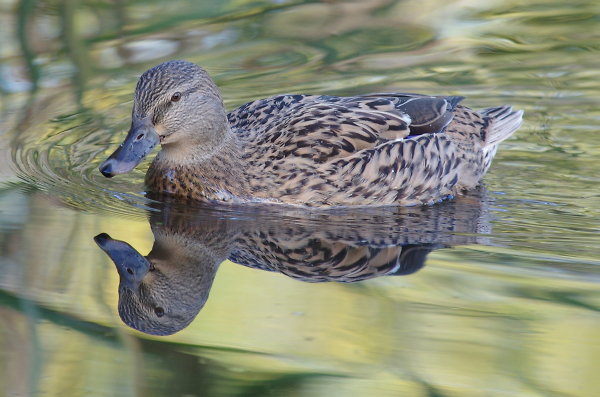 Autumn Female Mallard
