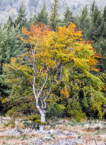 Autumn Winds.