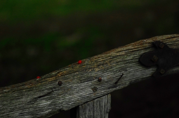 berry on the gate