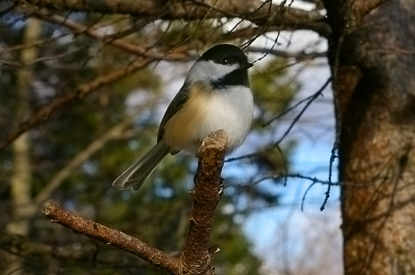 Chance Chickadee Capture