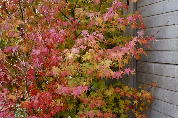 Colour In the garden.