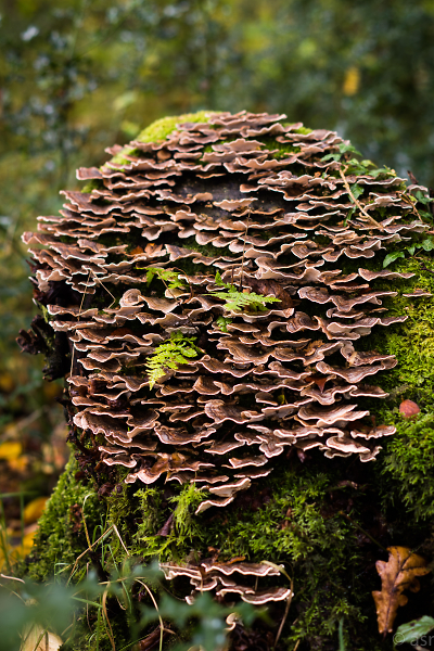fungus