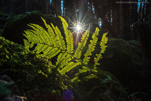 IN THE FOREST