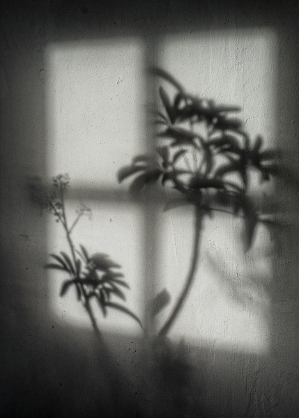 In The Shadows