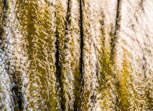 Lime Tree