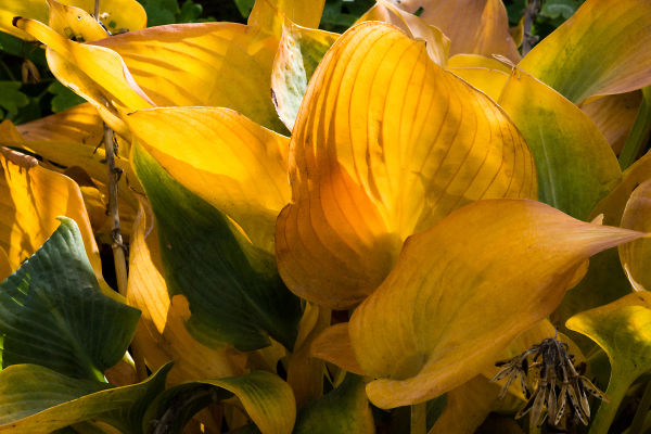 Mellow Yellow