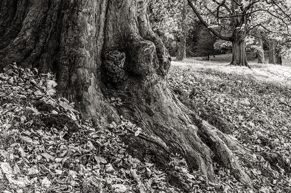 Old and Gnarly ..Oak.