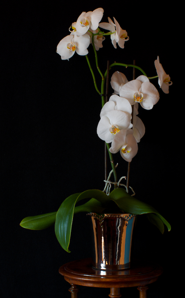 Orchid