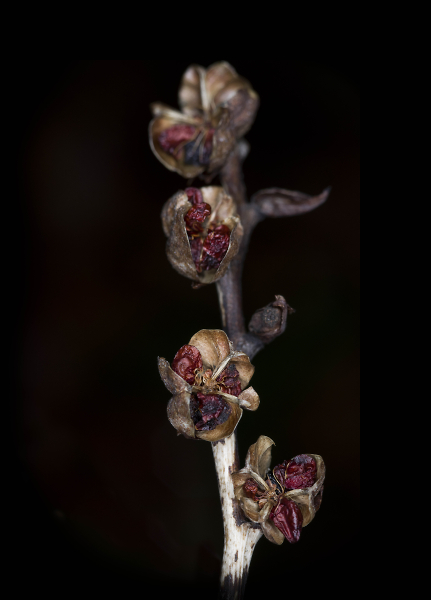Random seed head