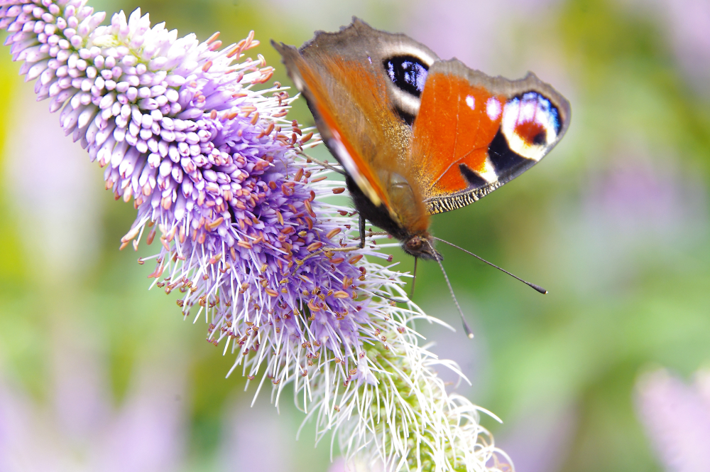 Peacock butterfly