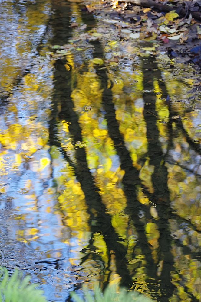 Reflection of autumn