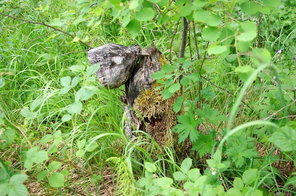 Beaver