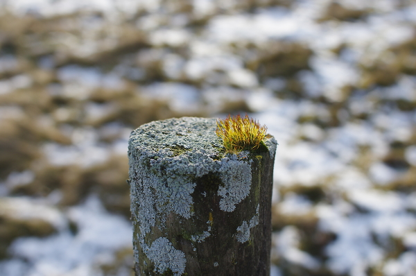 Micro World