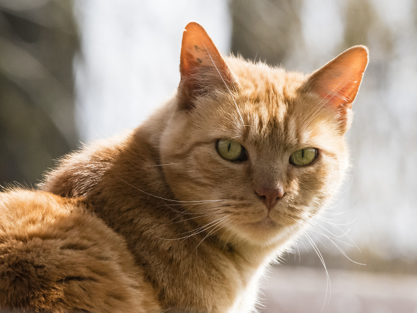 Tabby